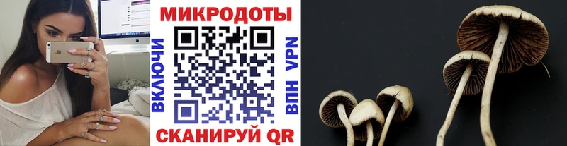 Псилоцибиновые грибы Psilocybine cubensis  Котлас 